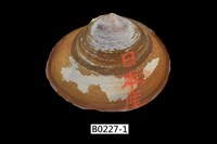 藏品(橄欖紫雲蛤)的圖片